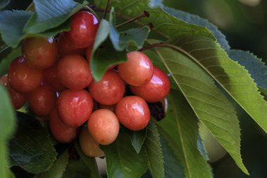 Kiraz ağacında taze ve tatlı kirazlar olgunlaşır (Prunus avium), seçici odak 