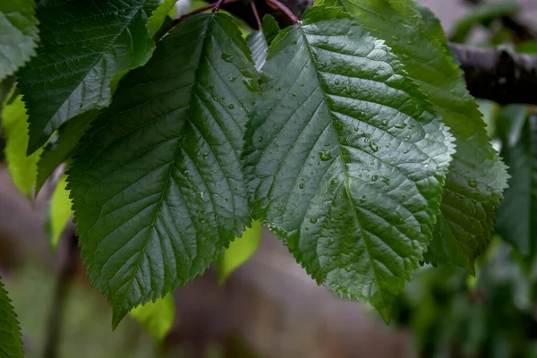 Вишневе Дерево Prunus Avium Зелене Листя — стокове фото