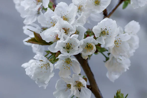Detalhe Flores Cereja Cerejeira Doce Prunus Avium Flores Brancas Primavera — Fotografia de Stock