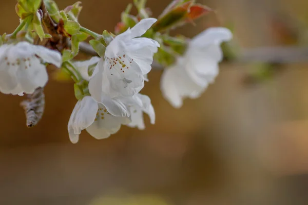 Détail Des Fleurs Cerisier Cerisier Doux Prunus Avium Fleurs Blanches — Photo
