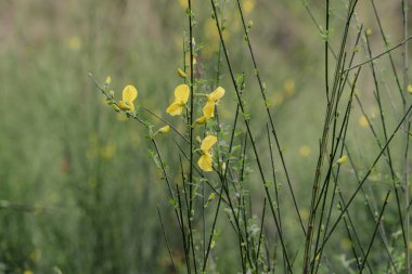İskoç süpürgesi (Cytisus scoparius) sarı çiçekler, seçici odak