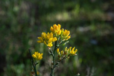 İspanyol Gorisi veya Carqueixa (Genista tridentata) bezelye benzeri sarı çiçekler