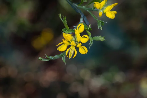 stock image Spanish gorse or Carqueixa (Genista tridentata) pea-like yellow flowers