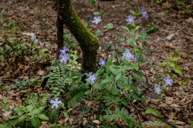 Orta dereceli menekşe (Vinca difforis) mavi mor çiçekler açıyor 