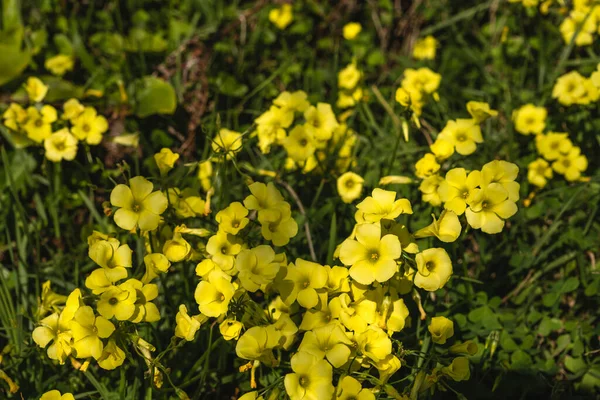 Hierba Ácida Oxalis Pes Caprae Flores Amarillas Que Florecen — Foto de Stock