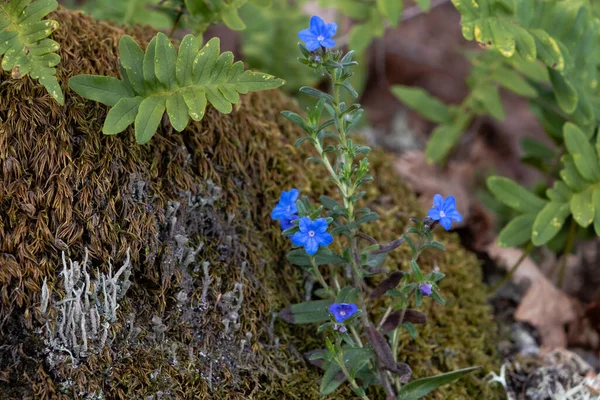 在一片长满蕨类 地衣和苔藓的森林里 正在爬行的深蓝色野花盛开 — 图库照片
