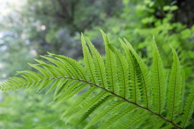 Erkek eğreltiotu (Dryopteris filix-mas) Taze yeşil yapraklı yapraklı şeriler