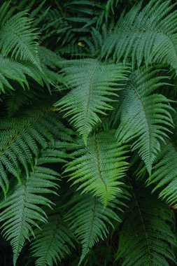 Pullu erkek eğreltiotu (Dryopteris affinis) yeşil yapraklar 
