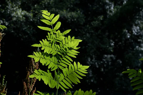 ロイヤルシダ Osmunda Regalis 新鮮な緑のフロント — ストック写真