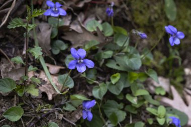 Yaygın köpek menekşesi (Viola riviniana) mor kır çiçeğinin açması 