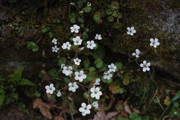 Meadow Saxifrage Saxifraga Granulata White Flowers — Stock Photo, Image