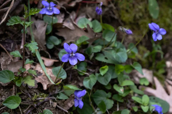 Поширений Фіолетовий Собачий Фіолетовий Viola Riviniana Фіолетовий Цвітіння Дикої Квітки — стокове фото