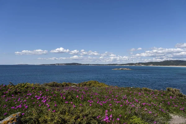 Springtime Coastal Landscape Atlantic Islands Galicia National Park Colorful Gorse — Stock Photo, Image
