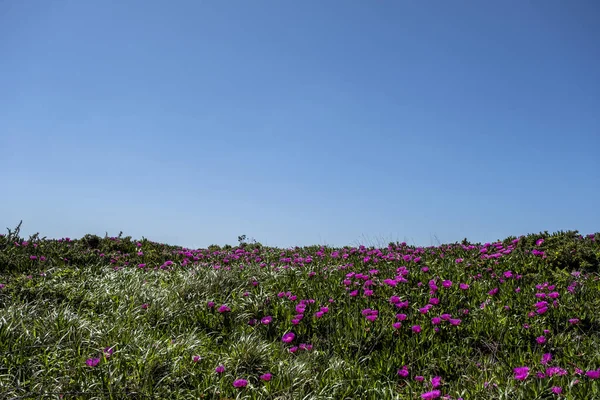 Highway ice plant deep pink blooming flowers covering a green meadow, blue sky background