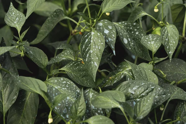 Caspicum Bell Peppar Växter Blad Färgade Med Blå Droppar Kopparsulfat — Stockfoto