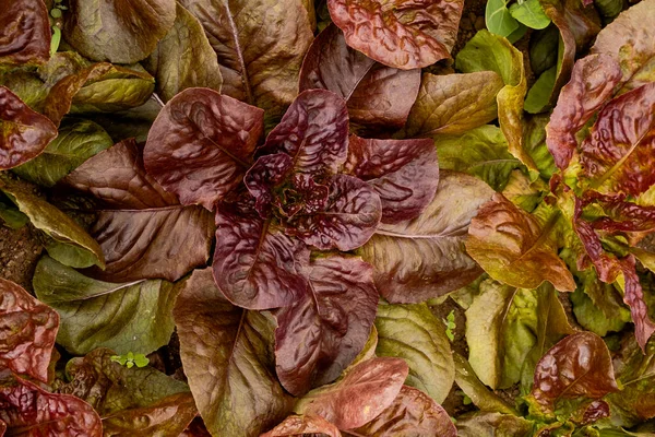 Batavia Vermelha Verão Crisp Plantas Alface Que Crescem Horta Doméstica — Fotografia de Stock