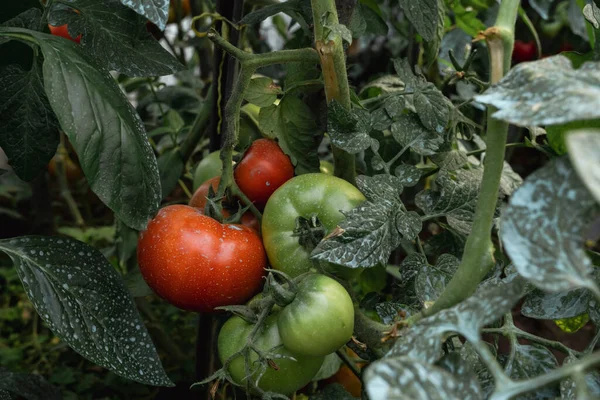 赤や緑の果実と硫酸銅の青の汚れを持つトマトの植物 ソラヌムLycoopersicum — ストック写真