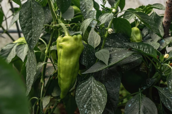 Bell Pepper Capsicum Annuum Med Grã Frukter Vita Blommor Och — Stockfoto