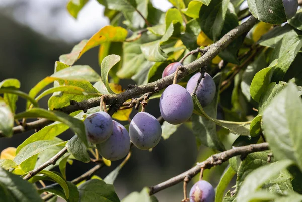 European Plum Tree Prunus Domestica Subsp Domestica Ripening Fruits — Stock Photo, Image