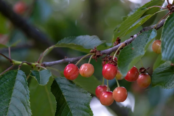 Czerwone Owoce Wiśni Prunus Avium Ostrość Wybiórcza — Zdjęcie stockowe