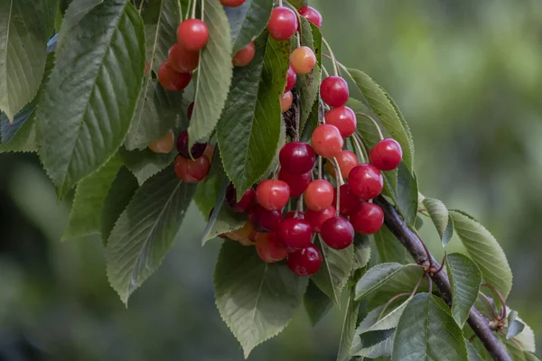 Czerwone Owoce Wiśni Prunus Avium Ostrość Wybiórcza — Zdjęcie stockowe
