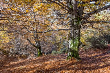 İspanya 'nın Leon eyaleti Argovejo ormanlarında altın renkli sonbahar yapraklarıyla Avrupa kayın ağaçları (Fagus sylvatica)