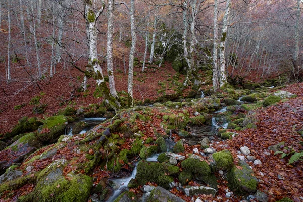 Στενός Ορεινού Ποταμού Που Ρέει Δασικό Δάσος Από Μοσχοπόντικες Στο — Φωτογραφία Αρχείου