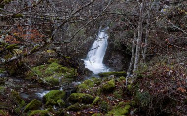 İspanya 'nın Leon Eyaleti Argovejo kayın ormanındaki yeşil yosunlu kayaların arasından akan dar dağ nehri çağlayanı.