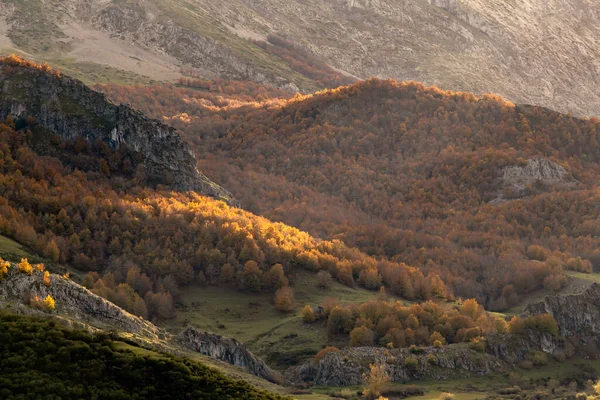 Autumn Colored Beech Forest Fagus Sylvatica Mountains Leon Spain — Stock Photo, Image