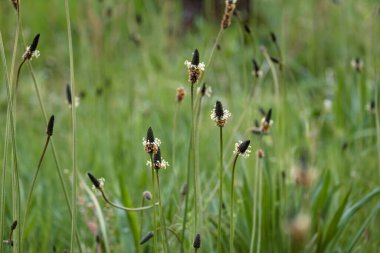 Broadleaf plantain (bitkisel bitki) bahar çiçekleri açıyor 