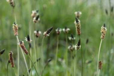 Broadleaf plantain (bitkisel bitki) bahar çiçekleri açıyor