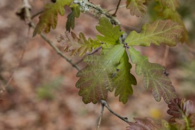 Avrupa Meşesi (Quercus robur) bahar mevsimi yeni yapraklarının ayrıntıları