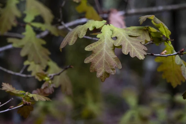 Detalhe Carvalho Europeu Quercus Robur Primavera Novas Folhas — Fotografia de Stock