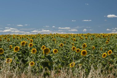 İspanya 'nın Valladolid eyaletindeki ayçiçeği tarlası