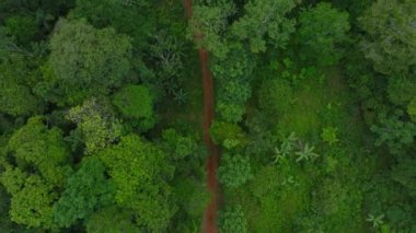 Drone view capturing a serpentine footpath in the dense jungle. Aerial view above a trail surrounded by verdant greenery.