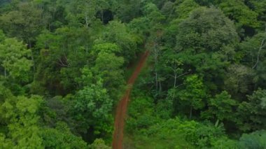 Path through lush rainforest. Aerial view of jungle rainforest landscape with trail snaking through the greenery
