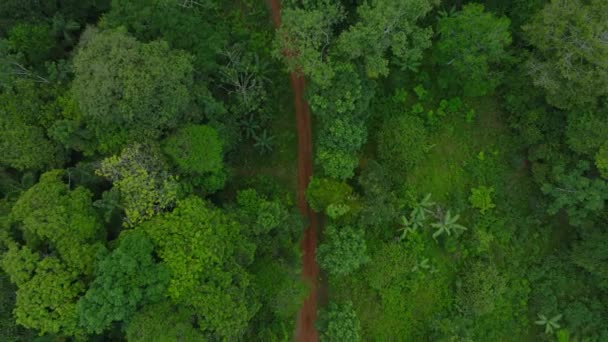 Drone View Capturing Serpentine Footpath Dense Jungle Aerial View Trail — Stockvideo