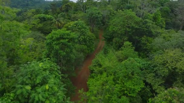 緑豊かな熱帯雨林を蛇行歩道の空中ビュー ジャングルの緑の葉を持つ木の間を飛ぶ — ストック動画