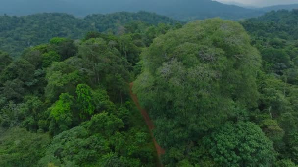 Scenic Aerial View Trail Winding Its Way Lush Jungle Flying — Video Stock