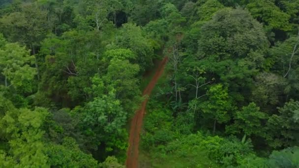 緑豊かな熱帯雨林を通る 緑に囲まれた歩道とジャングルの熱帯雨林の風景の空中ビュー — ストック動画