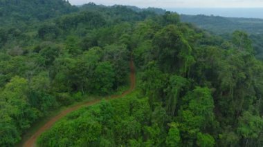 Aerial footage of path leading through tropical forest. Dense lush green vegetation in wild nature of Latin America. Puerto Viejo, Costa Rica.