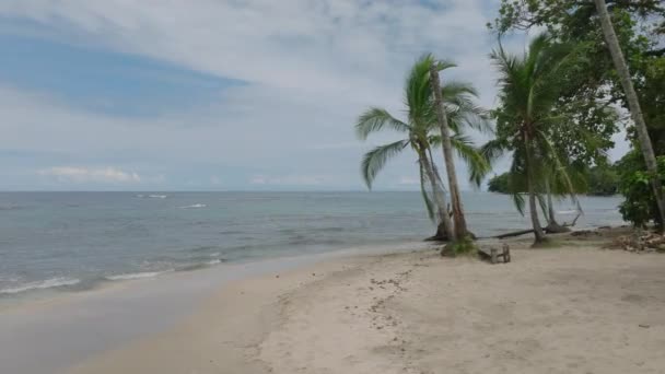 Sliding Reveal Tropical Ocean Coast Travel Destination Empty Beach Palm — Stockvideo