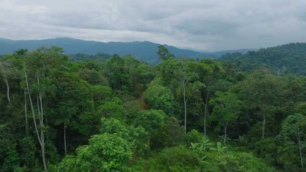 Forwards Fly Tropical Forest Grown Trees Lush Green Vegetation Wild — Stock Video