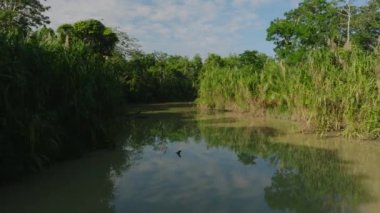 Flying over canal river in the palm jungle. View of tropical green mangrove forest and river flow.