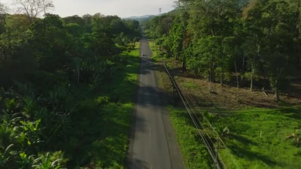 Forwards Fly Road Tall Trees Dense Tropical Vegetation Sides Revealing — ストック動画