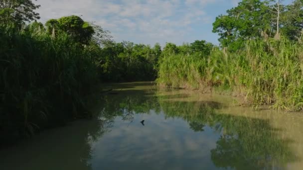 Πετούσα Πάνω Από Τον Ποταμό Κανάλ Στη Ζούγκλα Άποψη Του — Αρχείο Βίντεο
