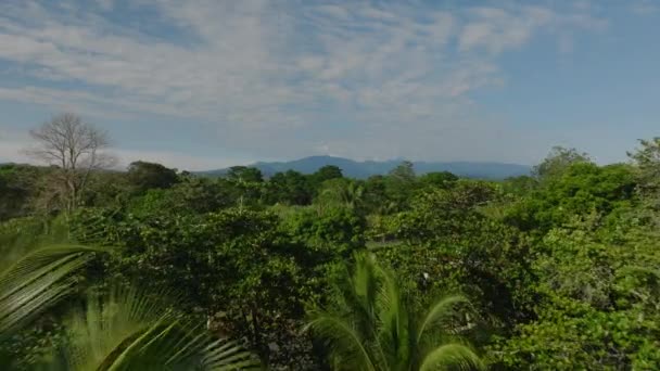 Вид Буйні Зелені Верхівки Екзотичних Тропічних Лісів Коста Рики Літаючи — стокове відео