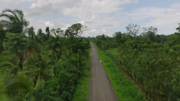 Передній Політ Над Вузькою Сільською Дорогою Веде Тропічному Ландшафті Пальмові — стокове відео