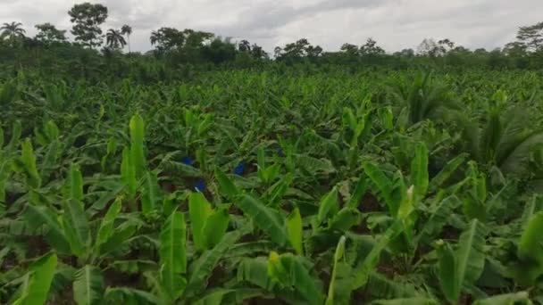 Low Flight Agricultural Field Tropical Species Growing Green Vegetation Surrounded — Stok video