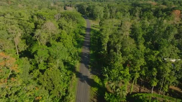Top View Street Crossing Lush Rainforest Car Driving Overhead View — Vídeo de stock